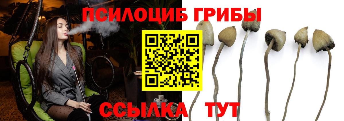 Сальск  Галлюциногенные грибы Cubensis  Вход с VPN 
